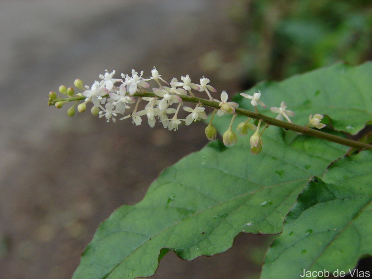 Rivina humilis L.